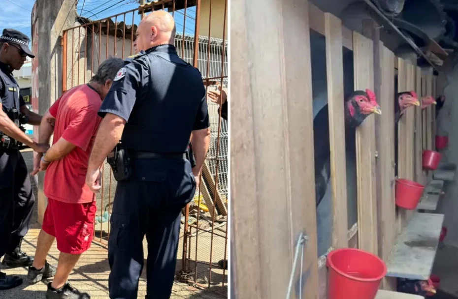 Suspeita de rinha de galos, cachorro acorrentado e cenário insalubre levam homem à prisão em Americana - Todo Dia